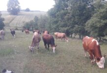 Bilecik Pazaryeri’nde çok sayıda mahalle ve köy karantinada