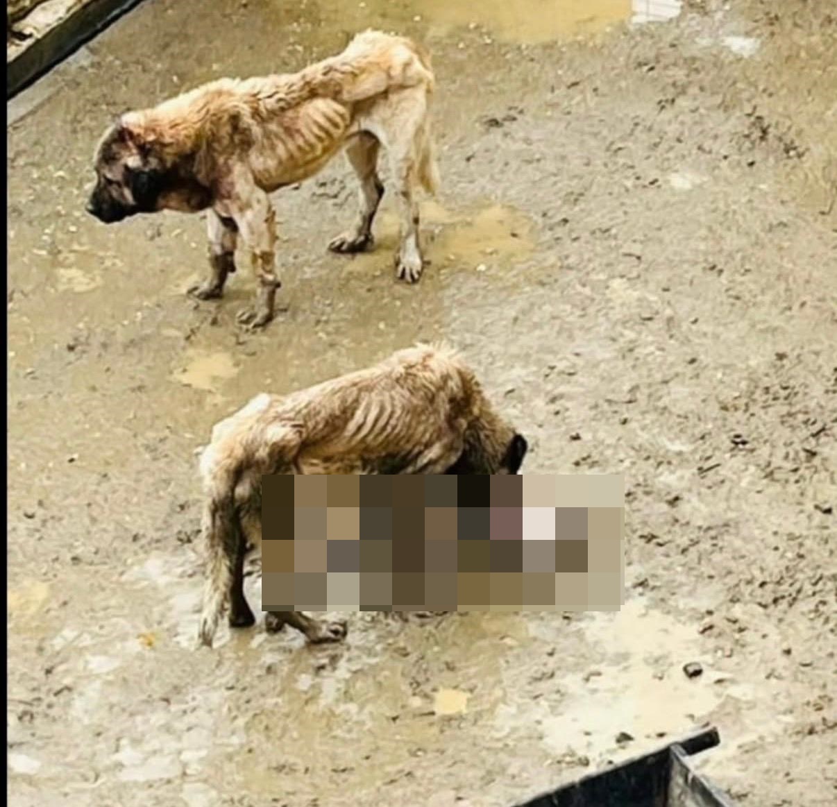 Bilecik’ten vicdanları sızlatan görüntüler! Valilikten açıklama geldi