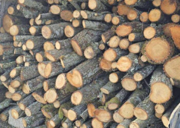 Pazaryeri’nde Kaçak Orman Emvali Operasyonu: Suçüstü Yakalandı